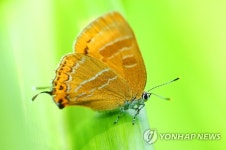 김해 대청계곡 귤빛부전나비