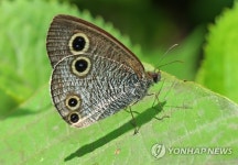 김해 대청계곡 물결나비