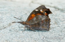 김해 대청계곡 뿔나비