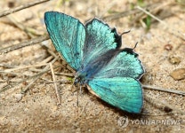 김해 대청계곡 큰녹색부전나비