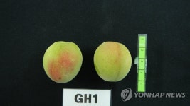 매실 신품종 홍초롱