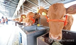 횡성한우, 4년 연속 대한민국 명가명품 대상 수상