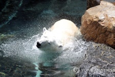 한국에서 마지막 여름 맞는 통키