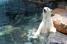 한국에서 마지막 여름 맞는 통키