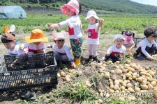 감자 수확 체험