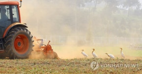 트랙터 따라가는 백로들