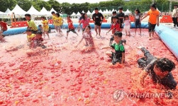 여기가 토마토 천국