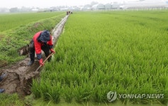 장맛비에 물꼬 정비