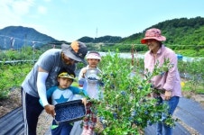 수확 재미와 관광 굿…순창 블루베리 농장 지역 경제 효자