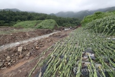 [르포] 200㎜ 장맛비에 보성 농촌마을·읍내시가지 온통 물난리