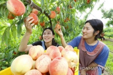 자꾸 손이 가는 복숭아 유미