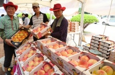 새콤달콤 과일의 계절…옥천서 20∼22일 포도·복숭아 축제