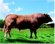 강원한우 국가 보증 씨수소 선발…브랜드 가치 효과