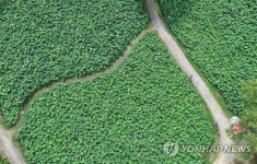 연꽃 바다가 된 서동공원