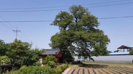 250년간 강릉 현내리 지킨 고욤나무, 천연기념물 된다