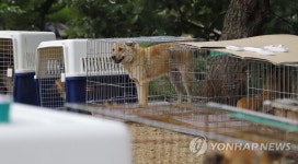 개농장에서 구조된 개들