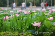 아름답게 피어난 연꽃