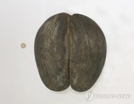 세상에서 가장 큰 씨앗 코코 드 메르