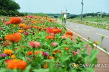 백일홍 피어난 황룡강변