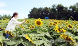 태안으로 해바라기 구경오세요