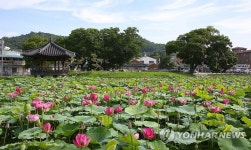최치원 거닐었던 정읍 피향정의 연꽃