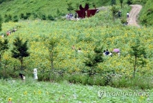 여름이면 어김없이 노랗게 물드는 백두대간 구와우