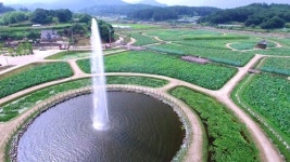 올여름 이곳에서 힐링하세요…함안연꽃테마파크에 연꽃향 가득