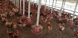 [르포] 폭염 속 양산 산란계 사육농가 하루하루가 전쟁이죠