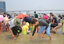 [부산소식] 광안리해수욕장서 조개잡이 체험행사