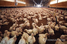 알 안낳고, 폐사하고…양계농장 폭염과 전쟁중