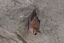 동해 천곡동굴에 천연기념물 황금박쥐 출현