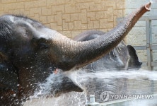 코끼리의 여름나기