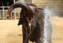 코끼리의 여름나기