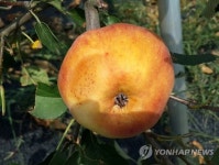 썩어가는 사과·말라가는 인삼…폭염에 까맣게 타들어 가는 농심