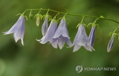 한여름 숲 속의 싱그러움