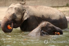 코끼리의 여름나기