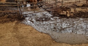 칠곡서 축사 분뇨 4시간 동안 계곡으로 유출…피서객들 고통