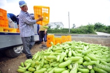가격폭락에 폐기되는 애호박