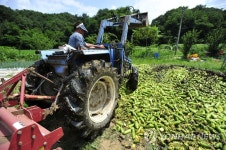 팔수록 손해… 애호박 폐기하는 농민들