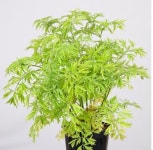 올 상반기 신품종 362개 출원…화훼가 최다