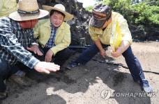 바싹 마른 제주시 구좌읍 농경지
