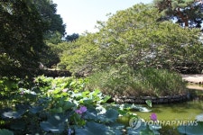 연꽃 활짝 핀 담양 명옥헌 원림