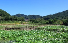 인제 김장소 마을에 활짝 핀 연꽃