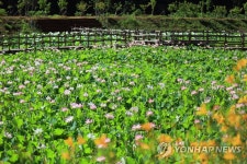 인제 김장소 마을에 활짝 핀 연꽃