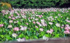 인제 김장소 마을에 활짝 핀 연꽃