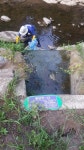 [펄펄 끓는 한반도] 폭염에 분당천 물고기 떼죽음