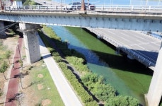 [르포] 폭염에 부산 낙동강 하류에도 녹조 스멀스멀