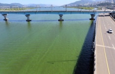 [르포] 폭염에 부산 낙동강 하류에도 녹조 스멀스멀