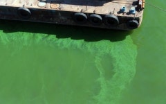 [르포] 폭염에 부산 낙동강 하류에도 녹조 스멀스멀