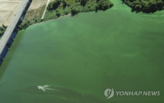 초록 물감 풀어 놓은 듯